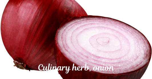 Culinary herb, onion