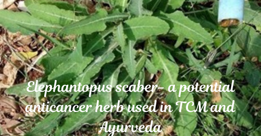 Elephantopus scaber-anticancer herb