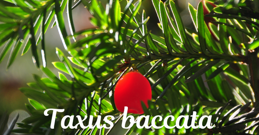 Taxol anticancer medicine