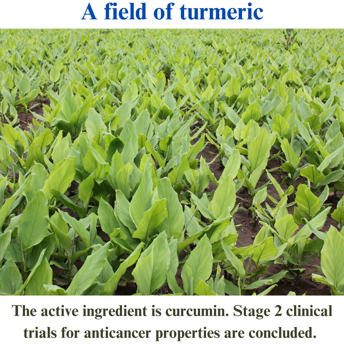 The active ingredient is curcumin. Stage 2 clinical trials for anticancer properties are concluded.
