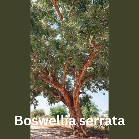 How to Write Premium Scientific Content That Converts: A Ghostwriting Sample (Ethnobotany)