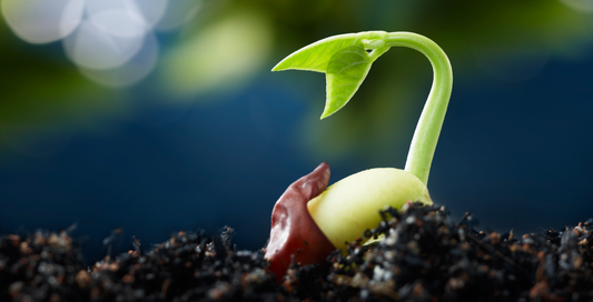 Growing the venture from seed to growth